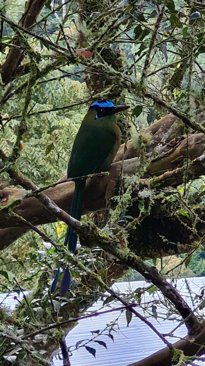 pagope's tweet photo. Mi acompañante del final de una tarde plácida leyendo sobre una hamaca en mi #CaliRural. Un barranquero precioso en Ágora Manantial, vereda El Porvenir de La Leonera, una casa campestre típica para descansar a lo natural Informes: 3122891652 https://t.co/h0xrmzqbt5