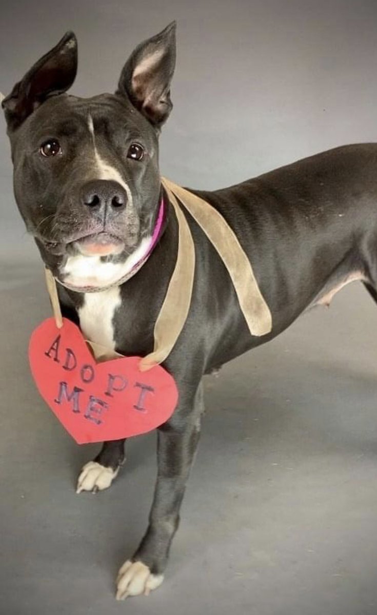 reddogsusie's tweet photo. #TN #MEMPHIS
ππCODE RED Justice 2yo hw- A very pretty girl with fabulous earsπ Found stray & homeless & now looking for a family to love her forever! Pls #ADOPT #PLEDGE #RESCUE #MASA2226
https://t.co/aeTWk1CwGo https://t.co/CoDsnhE33P