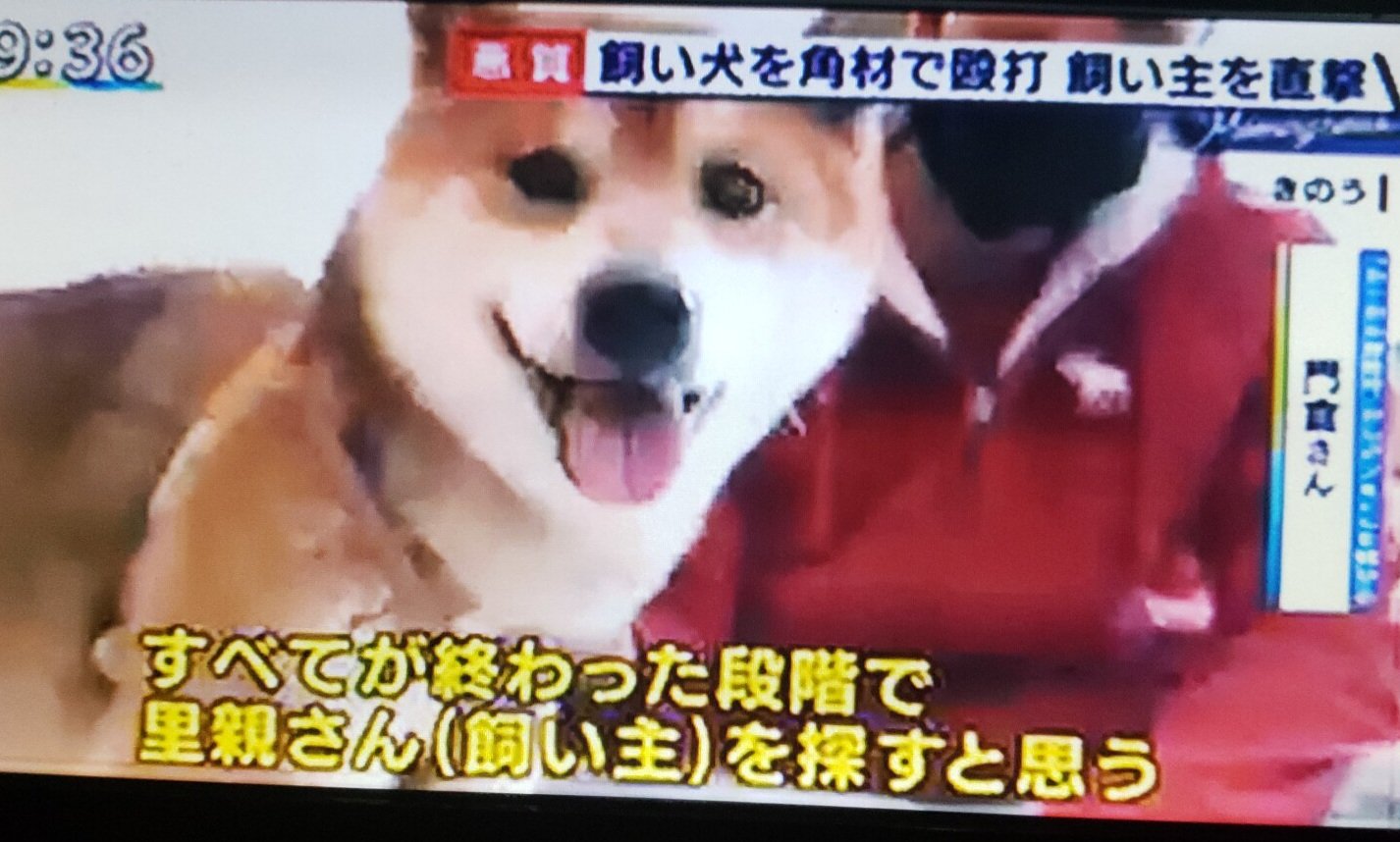 Ken Ken C 長い間角材で虐待を受けていた 柴犬ぽんた君 こんな可愛い顔した愛犬を よく殴れるよな 反省も皆無 犬 が吠えるのをやめさせるのに叩く奴がいるけどあれは全く逆効果だからな 動物愛護団体に保護されて良かった 優しい里親さんが見つかるといいな