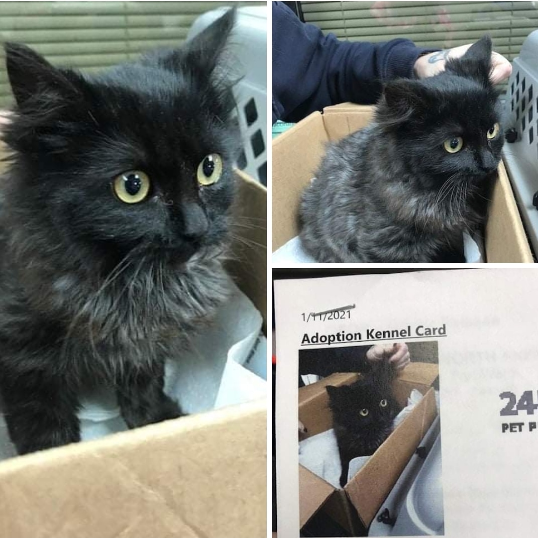 🆘️‼️🚨Rescue/pledges needed appears to have been hit by a car. The back legs appear to be paralyzed but we don't know if it can potty on its own or not.  It is handleable and petable. 
Fort Worth Animal Care and Control
m.facebook.com/story.php?stor…