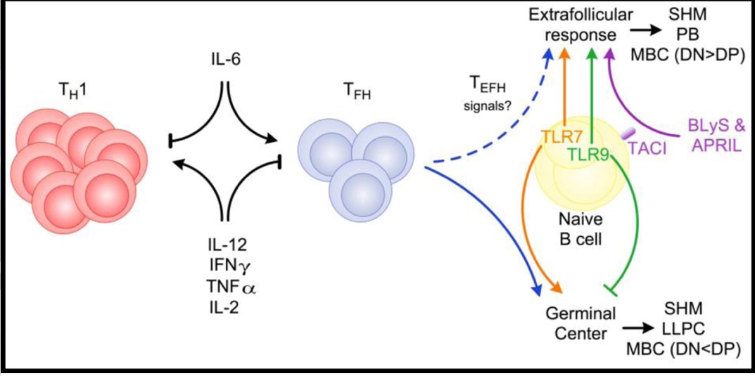 mmw_lmw's tweet photo. #GerminalCenter and #Extrafollicular B Cell Responses | Mark Shlomchik @PittTweet @ImmunityCP https://t.co/aSnl7RG4cA | #2020_ReCapDec https://t.co/BDn4fbZbWV
