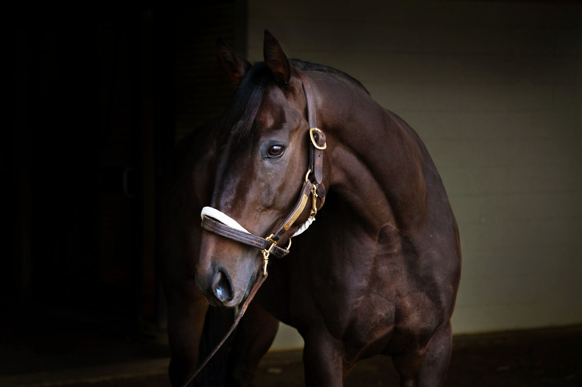 TaylorMadeSales's tweet photo. He placed in the BC Juvenile Turf Sprint and his family has shown they can run on ALL surfaces๐ He is stunning come see for yourself! HIP 1168 Another Miracle at Barns 31/32/33 - SELLING WEDNESDAY @keenelandsales #highlyversatile https://t.co/3iQD5pEqFE