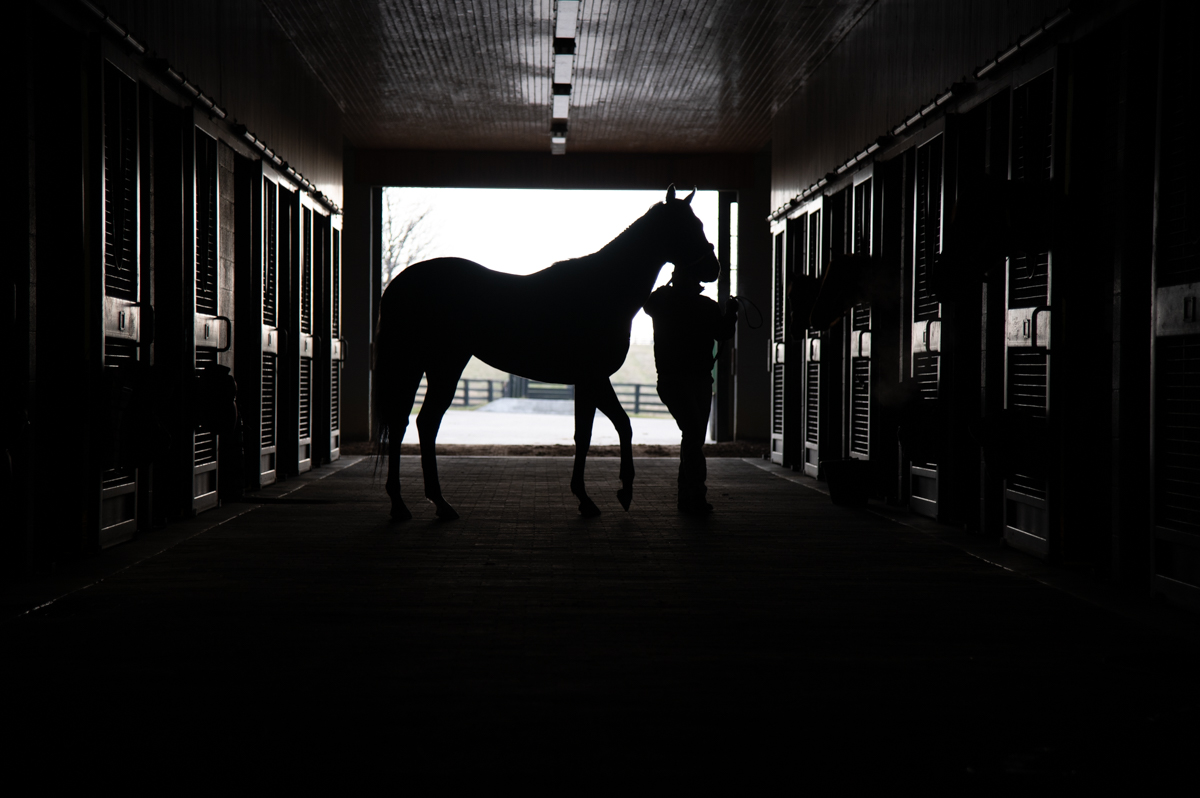 TaylorMadeSales's tweet photo. He placed in the BC Juvenile Turf Sprint and his family has shown they can run on ALL surfaces๐ He is stunning come see for yourself! HIP 1168 Another Miracle at Barns 31/32/33 - SELLING WEDNESDAY @keenelandsales #highlyversatile https://t.co/3iQD5pEqFE