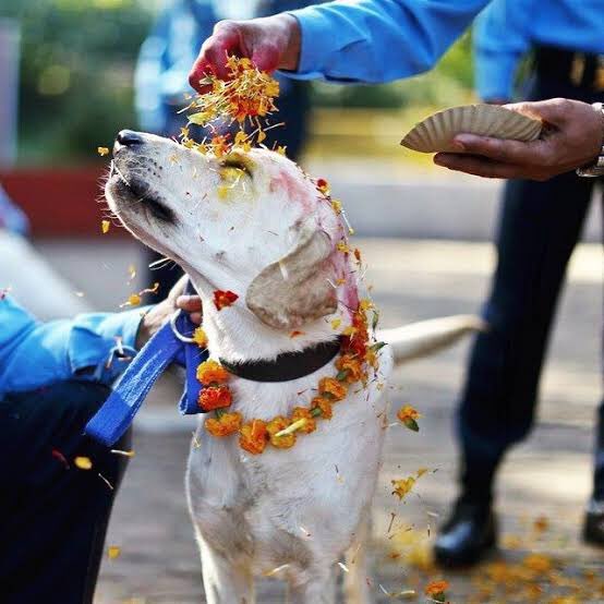 debbie_then's tweet photo. #WTF891: Kukur Tihar in Nepal! Known as โThe Day of the Dogsโ, the 2nd day of Tihar celebrates messengers of the God of death by applying Tikas on their forehead, garlands around their necks and offering both pets and strays an abundance of food!
@_StanSy @Wave891FM #MTO891 https://t.co/m9YGujd9mo