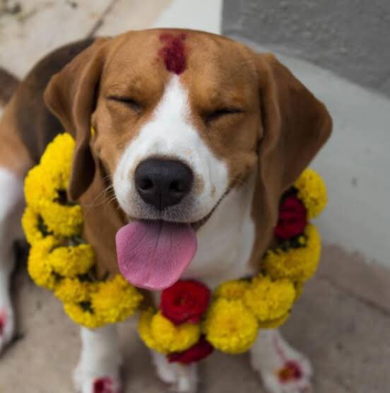 debbie_then's tweet photo. #WTF891: Kukur Tihar in Nepal! Known as โThe Day of the Dogsโ, the 2nd day of Tihar celebrates messengers of the God of death by applying Tikas on their forehead, garlands around their necks and offering both pets and strays an abundance of food!
@_StanSy @Wave891FM #MTO891 https://t.co/m9YGujd9mo