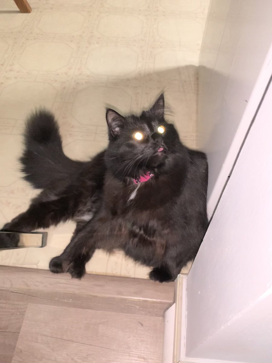 bibyboots's tweet photo. This was Esmerelda’s best attempt at #BlepScrolling. She may have been possessed in the process. Oh and we are live for #MinecraftMonday at https://t.co/FsN4YqxTZq! #CatsOfTwitter #SmallStreamersCommunity #twitch #Minecraft https://t.co/NfamQLarEg