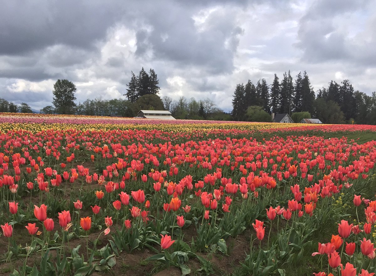 Looking for a research assistant excited about leukemia biology and therapeutic development to join our laboratory  in Portland this spring or summer! Please share!  <a href="/OHSUKnight/">OHSU Knight Cancer Institute</a> 
externalcareers-ohsu.icims.com/jobs/7602/rese…