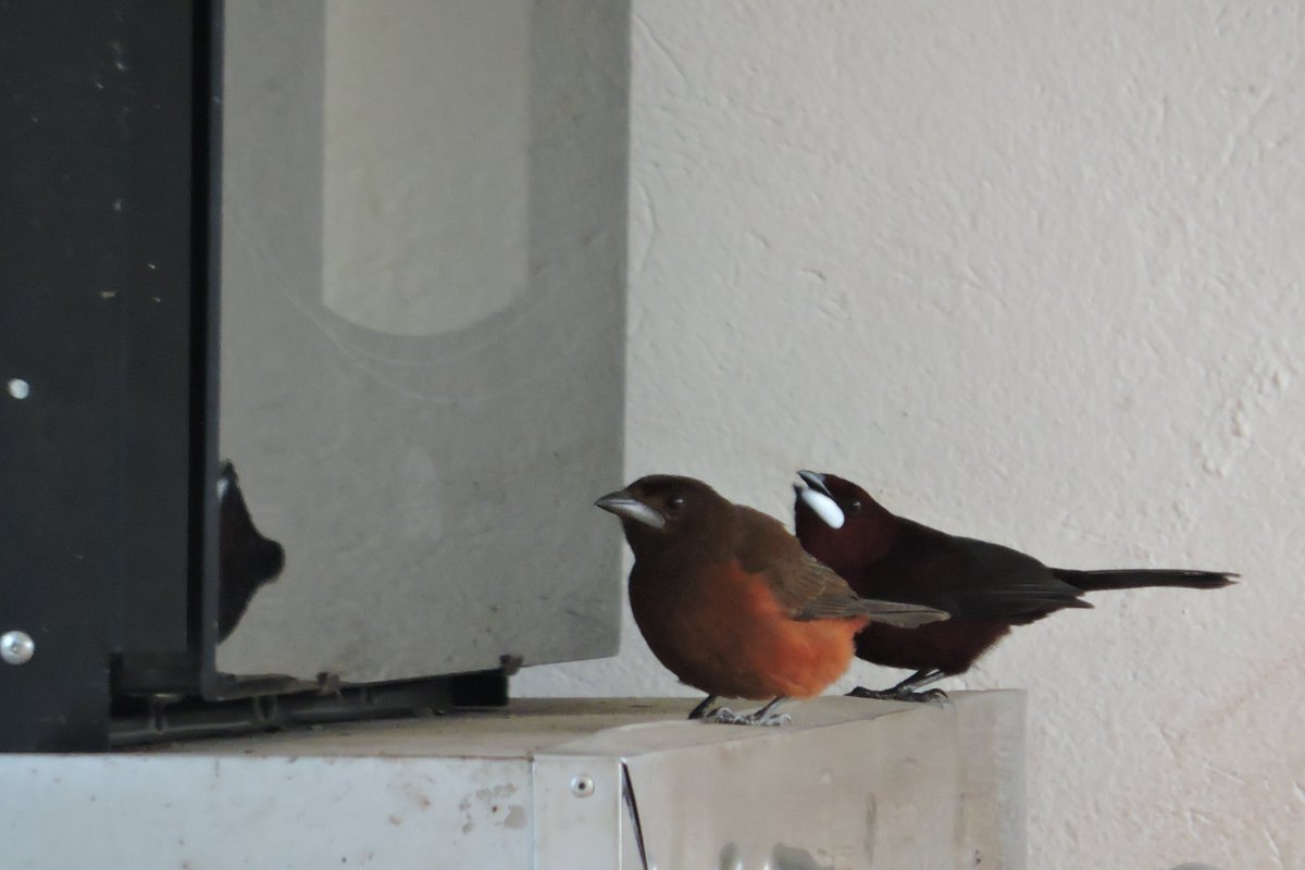 AlejoMoraSu's tweet photo. En el concurso de aves que pelean hasta con su propia sombra, el #RamphocelusCarbo peleó hasta con el jurado para poder ganar.
Hembra y macho de "cardenal pico de plata"
#PajariandoPorVillavo #CondominioCaracolí #AvesHumedalCaracolí #AvesMeta https://t.co/FDwudR5gMO