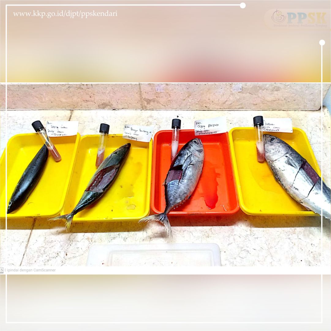 ppskendari1's tweet photo. PPS Kendari secara rutin melaksanakan inspeksi pengendalian mutu pada ikan yang didaratkan di PPS Kendari. Selain itu PPS Kendari terus berupaya dan memastikan ikan yang didaratkan kapal perikanan bebas dari formalin. #KKPRebound 
@djpt_kkp @InformasiPP https://t.co/EE6KTlILms