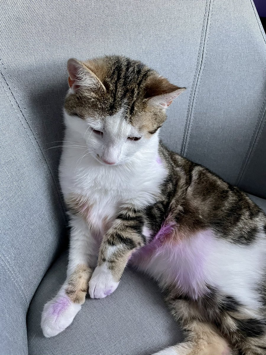 fancyfelines_'s tweet photo. felix knocked over my hair dye... at least he's pretty in purple.. #Cats #CalicoCrew #CatsOfTwitter https://t.co/KOrhslgIU4