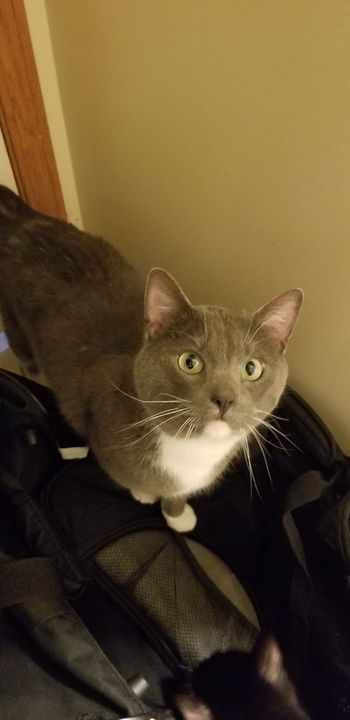 PetRecoveryYYC's tweet photo. FOUND 2 cats in #RoyalOak in the greenspace along the highway. Gray and white dsh and the other is also dsh black w/ white markings on face, paws and possibly belly. Please DM Nick if you recognize this kitty or are missing a cat. Very friendly. RT, share https://t.co/7WcMDnjULt