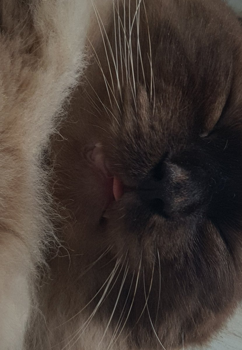mendesbct's tweet photo. Só vim aqui mesmo para mostrar meu gatinho🐱 https://t.co/hCTzUQmV3Q