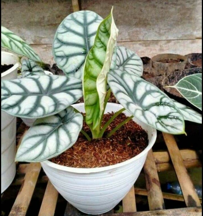 eldoandre's tweet photo. Keladi tengkorak skale dan silver https://t.co/qFI6B6ppWM
