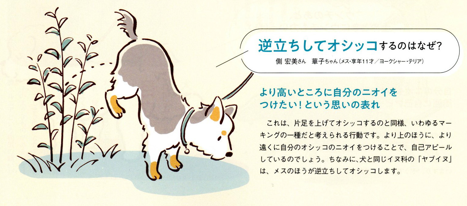 林 よしえ イラスト 絵本 ベネッセ いぬのきもち 2月号 ざんねんじゃない 犬のスゴイ 生態 特集のイラスト を担当しました 興味深く面白い記事です いぬのきもち 犬イラスト 動物イラスト 犬の生態 T Co Wyxecuh0tv Twitter