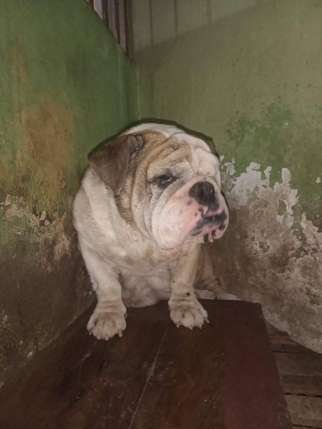 FProanimales's tweet photo. En Quibdó. Nicomedes en Adopción. 🤍 https://t.co/LtRyL4fxRb