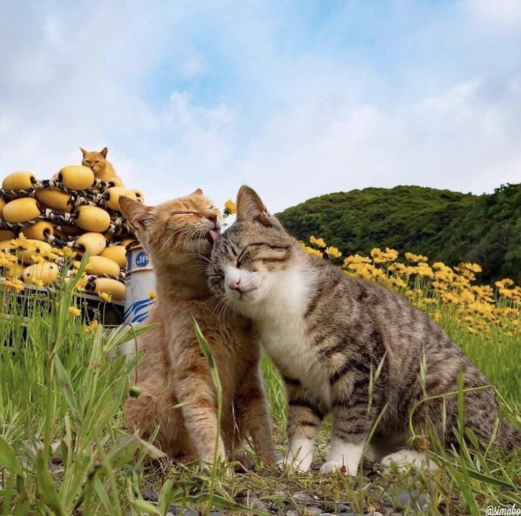 minsung as cats (@minsungcats) on Twitter photo 