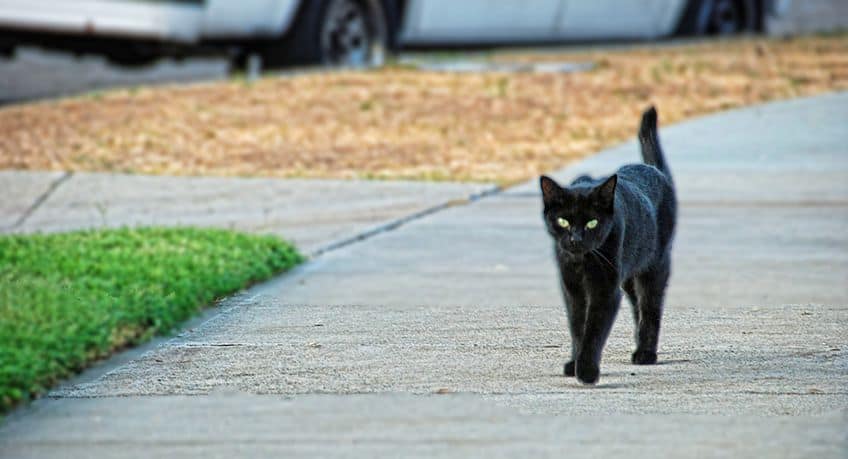 FunHouseARTcade's tweet photo. #ITryToAvoid a black cat crossing my path. #CatsOfTwitter https://t.co/sMqgRyddew