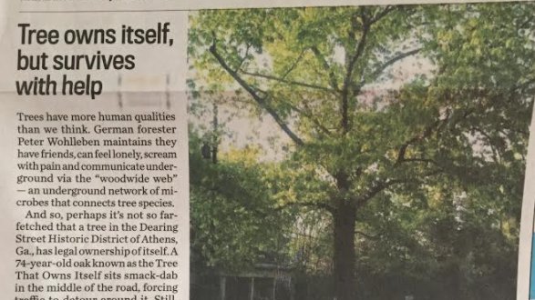 Trees_Boston's tweet photo. #TreeThatOwnsItself
Seen in #Athens #Georgia. Sure, it gets some help and TLC, but maybe we should start seeing all trees this way.
"Living with the #TreeThatOwns itself gives me a sense of continuity."
#TreeEquity #athensga @accgov @mtlgazette https://t.co/0oK3hUkfek