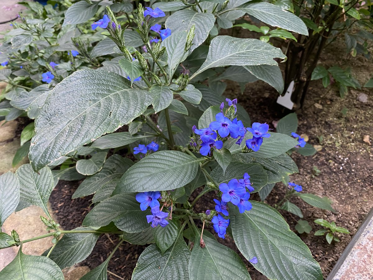 パピヨンドームではルリハナガサが咲いています 青い花は日陰でも輝くように鮮やかでとても目立ちます 日陰を好むクロテンシロチ 21 01 12 東区の動植物園 水族館 広島市森林公園こんちゅう館 まいにちを豊かに りっち