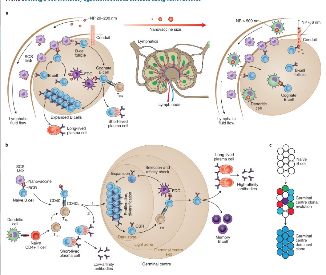 mmw_lmw's tweet photo. #NanoVaccines | Eliciting #B_cell_immunity against infectious diseases | Ankur Singh @Dr_ASingh @EmoryMedicine @NatureNano https://t.co/T4H6jWwX7k | #2020_ReCapDec https://t.co/e2Tl4MbMHm