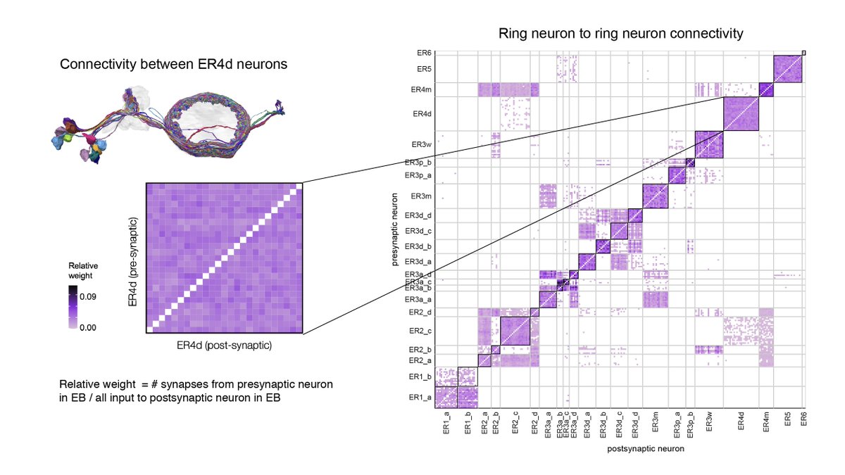 We found that most of the inhibitory ring neurons show all-to-all connectivity within each type. This motif could help select dominant features within the map (ring neuron population code) to tether the “compass” to.11/n