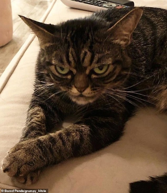 nomeutenteo's tweet photo. Grumpy #Kitzia https://t.co/WntQzFx5Ot