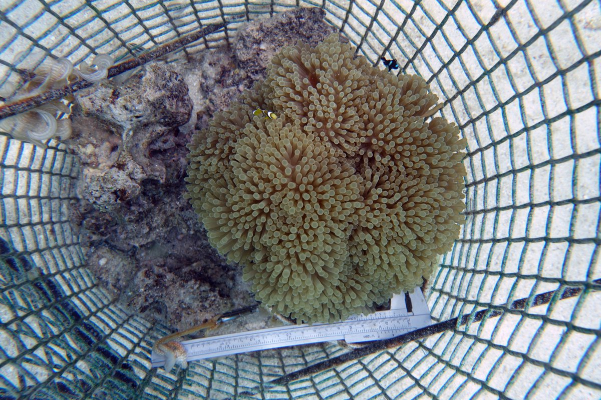 Tommy Norin (@t_norin) on Twitter photo Want to know how wild clownfish fare when their anemone home bleaches from warming? Check out our new Open Access <a href="/FunEcology/">Functional Ecology</a> paper: bit.ly/3owHqj7🐠 The amazing @daphnecortese led this neat field-based study with <a href="/SuzanneCMills/">Suzanne Mills</a> and team at <a href="/criobe_pf/">criobe_pf</a> in French Polynesia Want to know how wild clownfish fare when their anemone home bleaches from warming? Check out our new Open Access <a href="/FunEcology/">Functional Ecology</a> paper: bit.ly/3owHqj7🐠 The amazing @daphnecortese led this neat field-based study with <a href="/SuzanneCMills/">Suzanne Mills</a> and team at <a href="/criobe_pf/">criobe_pf</a> in French Polynesia