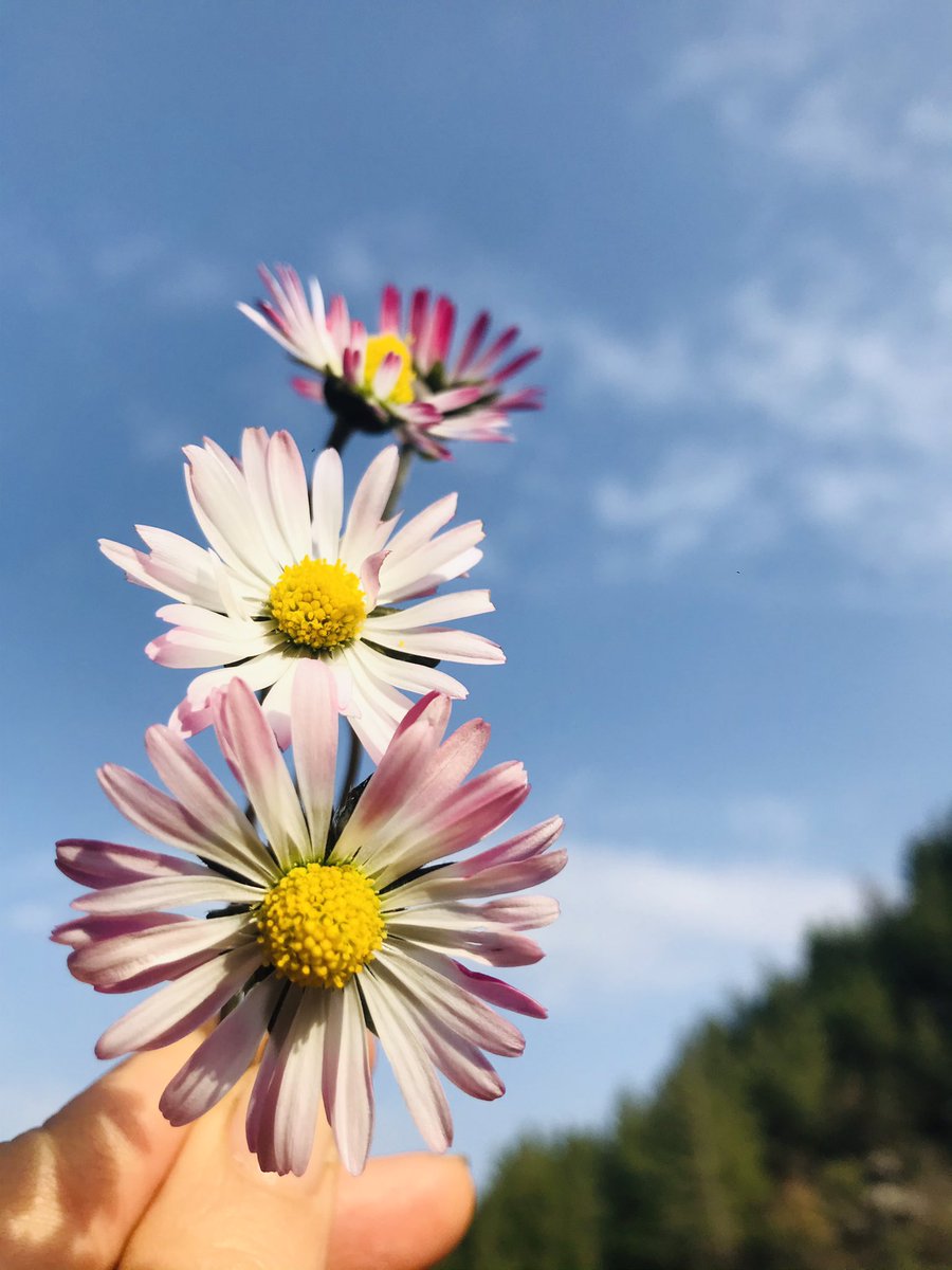 htc_grn's tweet image. Günaydın #salı
Günaydın #çiçekler 
Günaydın #böcekler