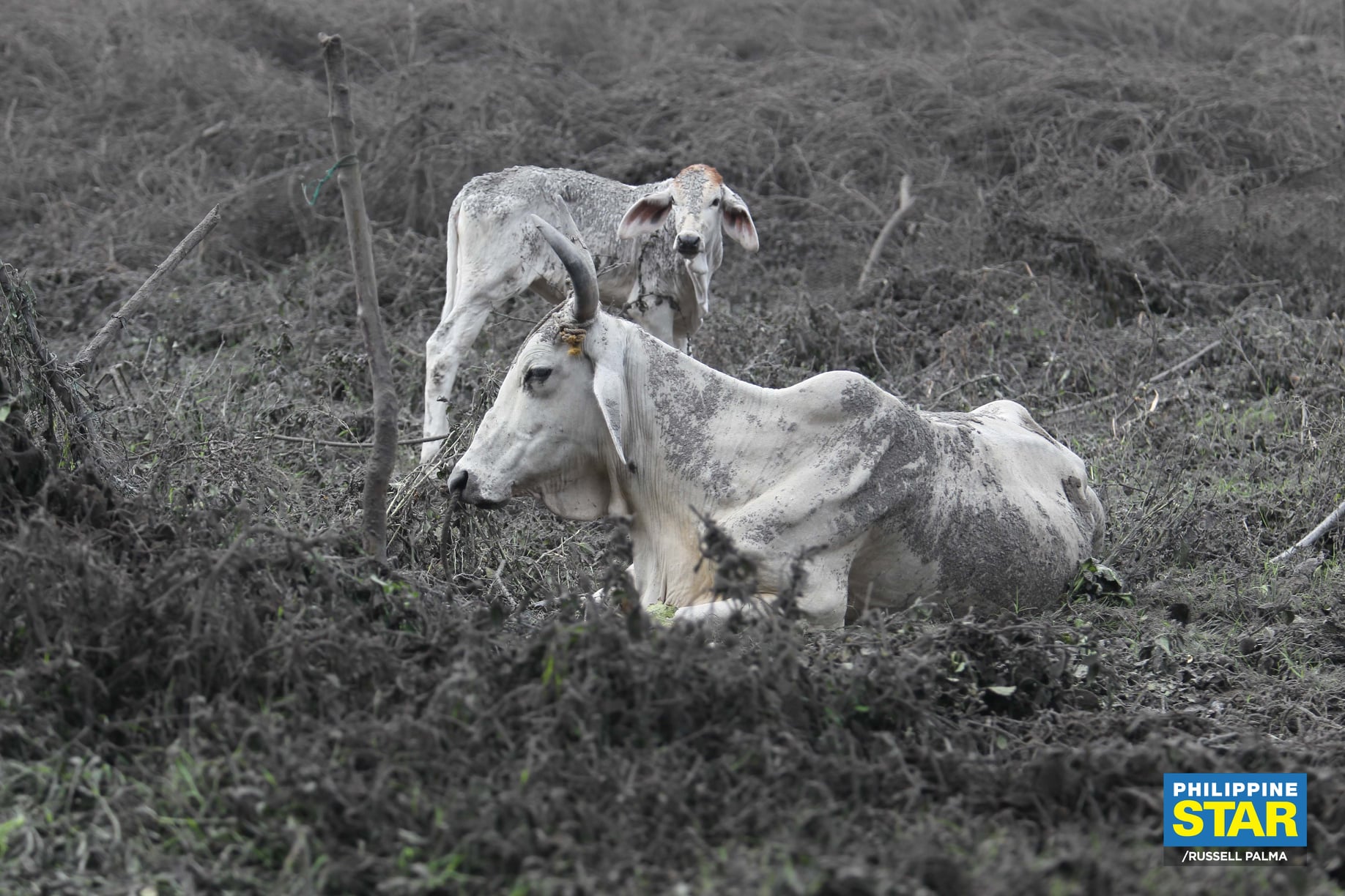 The Philippine Star on Twitter "FROM THE ARCHIVES Animals and trees