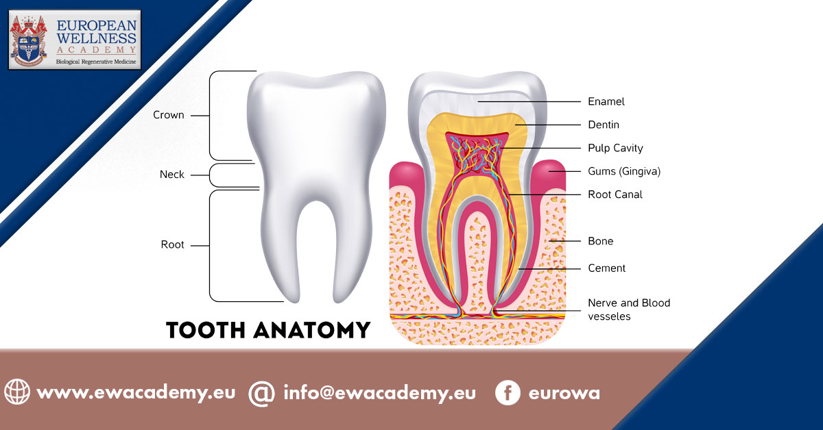 EWAacademy's tweet photo. #Dental pulp stem cells (#DPSCs) have a high differentiation capability and the capacity to regenerate a complex similar to dentin/pulp.
Discover the potential of dental pulp stem cells applications in #RegenerativeMedicine
https://t.co/BsbgBvcHYK
#disease #tooth #EWA https://t.co/WuH8dXoSI3