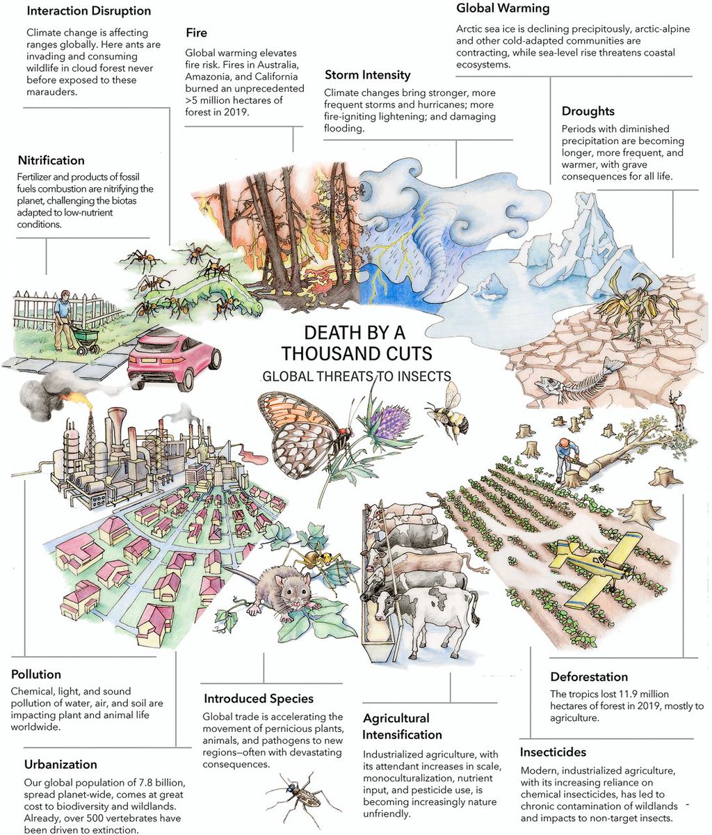 ‘Insect decline in the Anthropocene: Death by a thousand cuts’ https://www.pnas.org/content/118/2/e2023989118This excellent introduction by David Wagner,  @ElizaGrames, et al. sets out the state of knowledge on insect declines, including the many factors likely to be implicated. [2/10]
