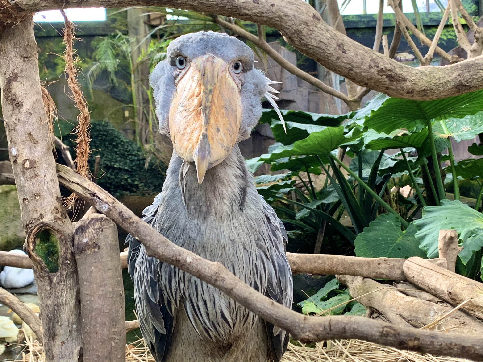 那須どうぶつ王国 またね カシシ ハシビロコウ 那須どうぶつ王国 臨時休園 T Co Rmnv4riqdj Twitter