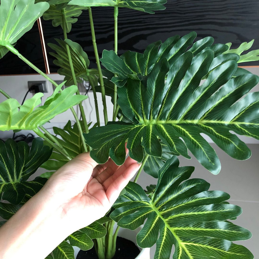 HelloJudma's tweet image. คำถามจากทางบ้าน : ขอฮาวทู WFH แบบจิตใจไม่ห่อเหี่ยวค่ะ

จัดมา : ลองสั่ง #ต้นไม้ปลอม มาตามกระแสแต่งบ้านแห่งปี พบว่าจริงๆ สีเขียวช่วยให้ฟีลกู๊ดอยู่น้า เราสั่งที่ร้าน @Pimarn เริ่มต้น 390.- มีให้เลือกหลายแบบมาก ต้นเหมือนจริงมาก รู้ตัวอีกทีก็เหมือนนั่งทำงานในป่าล้าว #กักตัว #รีวิวwfh