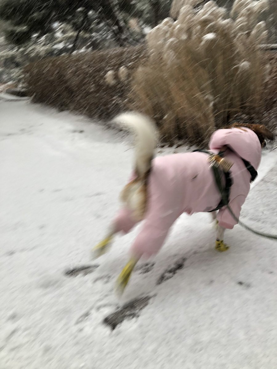 보는 이동 전 눈보라 속에서 끝내주는 산책을 했어욬ㅋㅋㅋㅋㅋㅋ
양말과 올인원 패딩의 단점.. 집 갈 생각을 안 함 ^_ㅠ..