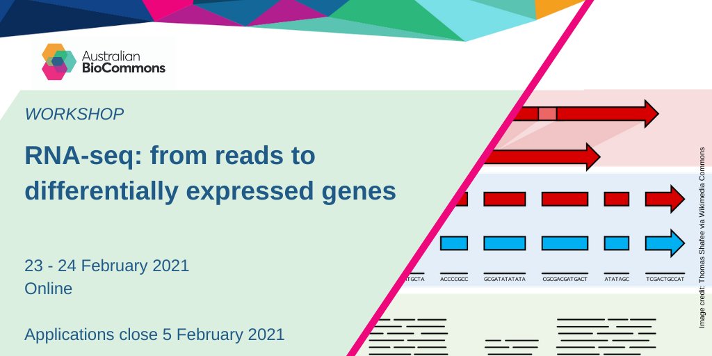 Australian BioCommons (@ausbiocommons) on Twitter photo Are you a #biologist who wants to analyse RNAseq data?
Join our workshop with @MelBIoInf to find out how you can get from reads to differentially expressed genes using <a href="/GalaxyAustralia/">Galaxy Australia</a> and without needing programming experience.
Applications now open: biocommons.org.au/events/rnaseq Are you a #biologist who wants to analyse RNAseq data?
Join our workshop with @MelBIoInf to find out how you can get from reads to differentially expressed genes using <a href="/GalaxyAustralia/">Galaxy Australia</a> and without needing programming experience.
Applications now open: biocommons.org.au/events/rnaseq