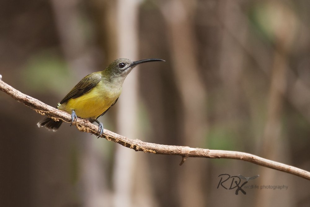 rdrakesh's tweet photo. #LittleSpiderHunter quite small, but has a huge bill to help it feed what it love's most.... Nectar! & an occasional spider. #IndiAves #ThePhotoHour #birds #birdwatching #birdphotography #birding #NaturePhotography #BBCWildlifePOTD #TwitterNatureCommunity @ParveenKaswan @Avibase https://t.co/qtjSEKZe6H