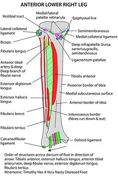 howtorelief's tweet photo. The #fibula is the long, thin and #lateral_bone of the #lower_leg. It runs parallel to the #tibia, or #shin_bone, and plays a significant role in stabilizing the #ankle.
#Fibula_Anatomy #Muscle_Attachment #Bony_Landmarks #inferior_tibiofibular_joint
https://t.co/bNHhWovoiL https://t.co/c47qqV7Gdw