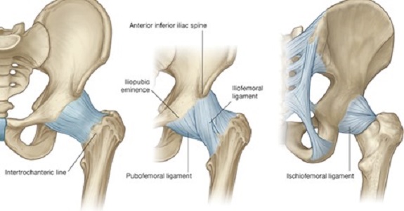 howtorelief's tweet photo. The #hip_joint is a #ball and #socket_synovial_joint, formed by an articulation between the #pelvic_acetabulum and the #head of the #femur.
#synovial_joint #Anatomical_terminology #Anatomy #greater_trochanter #cartilage #triradiate_cartilage #osteoporosis
https://t.co/CckNEh92k3 https://t.co/FFN97UVqcR