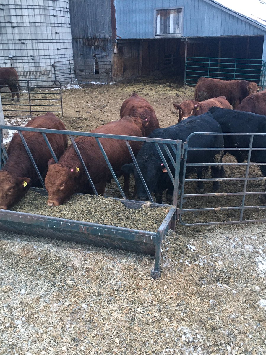 I am def not a photographer! A picture is worth a thousand words tho and starts the conversation. Need a new limo bull send me a message..