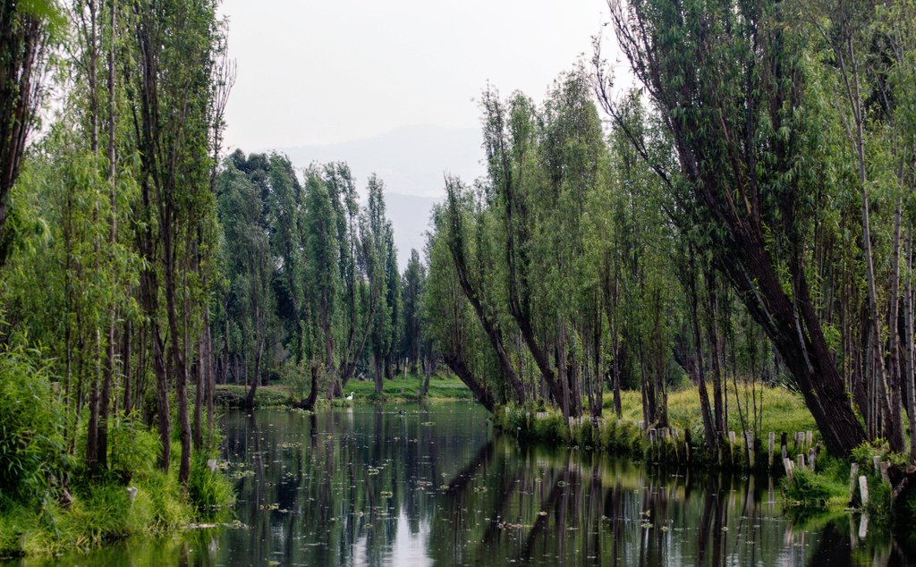 Biodiversity_Mx's tweet photo. El #Ahuejote (Salix Bonplandiana) Es un árbol de la familia de las salicáceas. Es una especie arbórea de rápido crecimiento, ya que crece 1 m por año y alcanza alturas superiores a los 10 metros. Es originario de América y se distribuye desde el Sur de Estados Unidos hasta... https://t.co/akL4VGvyQK