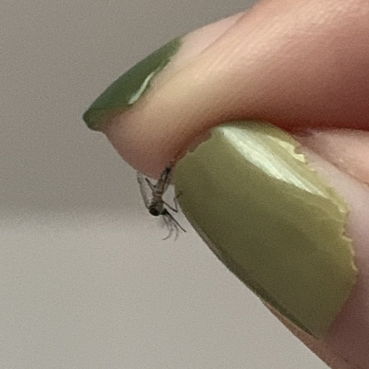 ไอพวกยุงกระจอก มีปีกก็ไม่สามารถหนีอัลฟ่าแบบกูได้