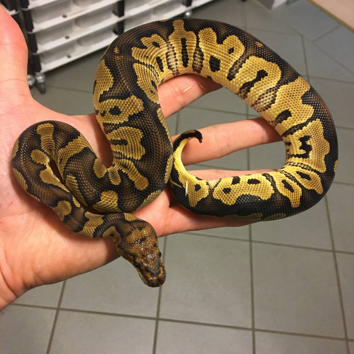 Deu Reptiles ボール定番沼の１つ クラウン 次回ドイツ便で入荷予定です 先にご予約も頂けます ご予約受付中 トリッククラウン パステルトリッククラウン ボールパイソン Ballpython 爬虫類 レプタイルズ Deureptiles T Co