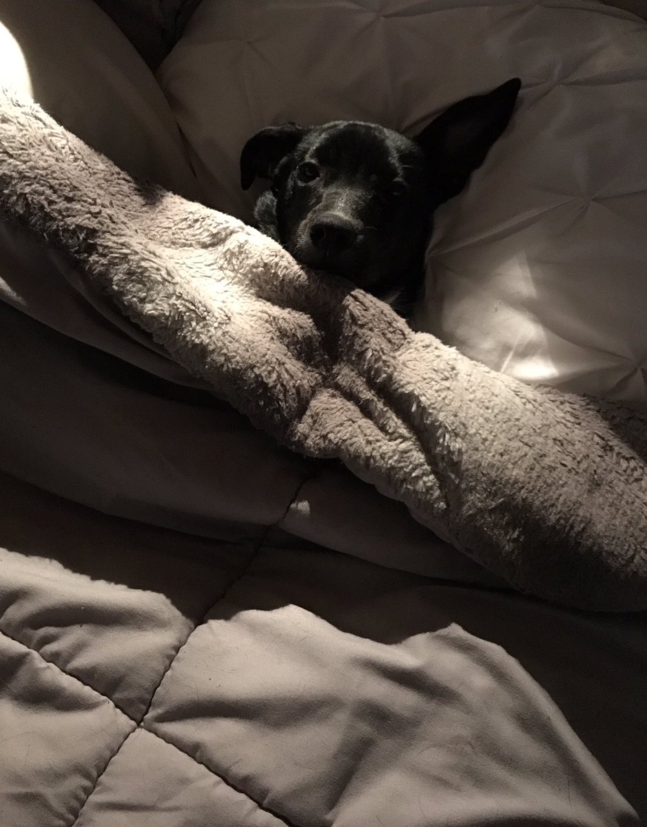 LilLadyLucia's tweet photo. Tucked in and ready for sleepy time. Sweet dreams of running, sticks, treats and lots of lubs! #Goodnight Fwends! 🌙 🐶🛌 #Puppylove #PupsofTwitter #DogsofTwitter https://t.co/N3xQlAZYJh