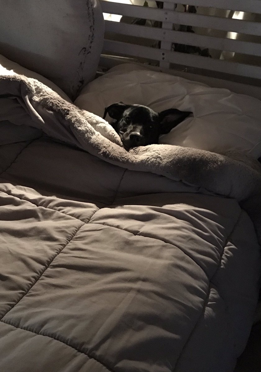 LilLadyLucia's tweet photo. Tucked in and ready for sleepy time. Sweet dreams of running, sticks, treats and lots of lubs! #Goodnight Fwends! 🌙 🐶🛌 #Puppylove #PupsofTwitter #DogsofTwitter https://t.co/N3xQlAZYJh