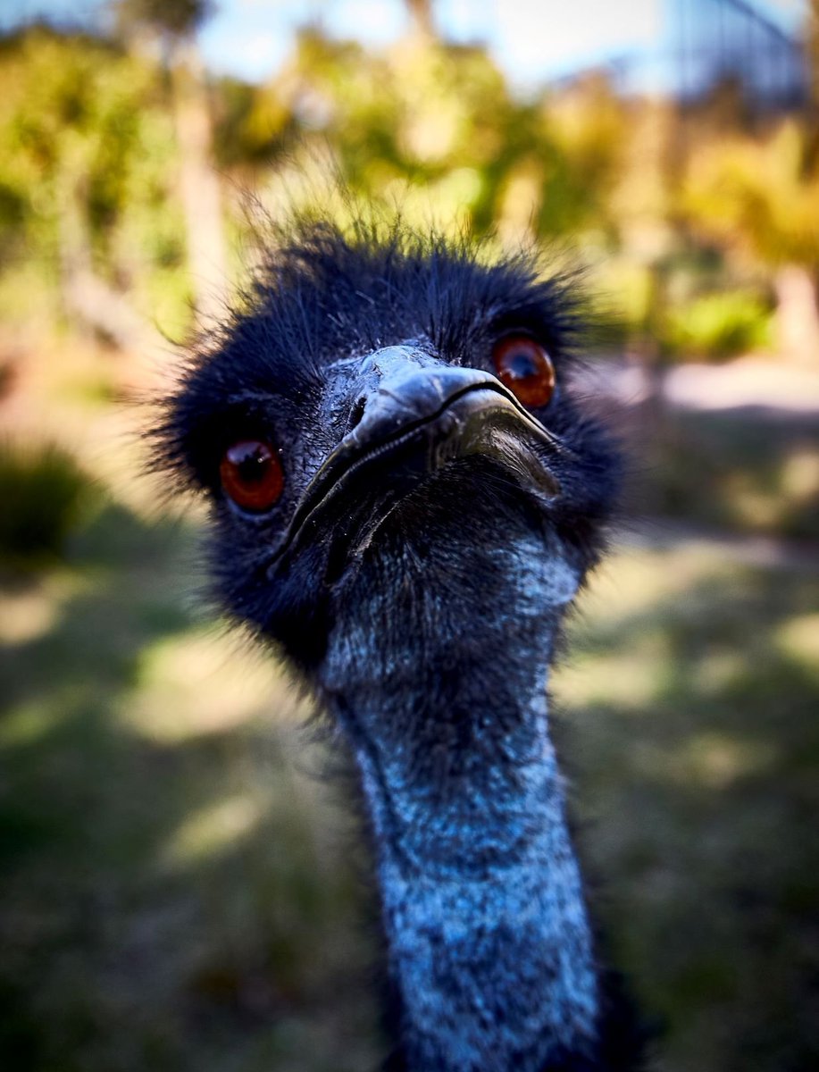 drivenow's tweet photo. (Where to see wildlife in Australia) - https://t.co/JplveGH9Qg https://t.co/ElgcFmuRSq