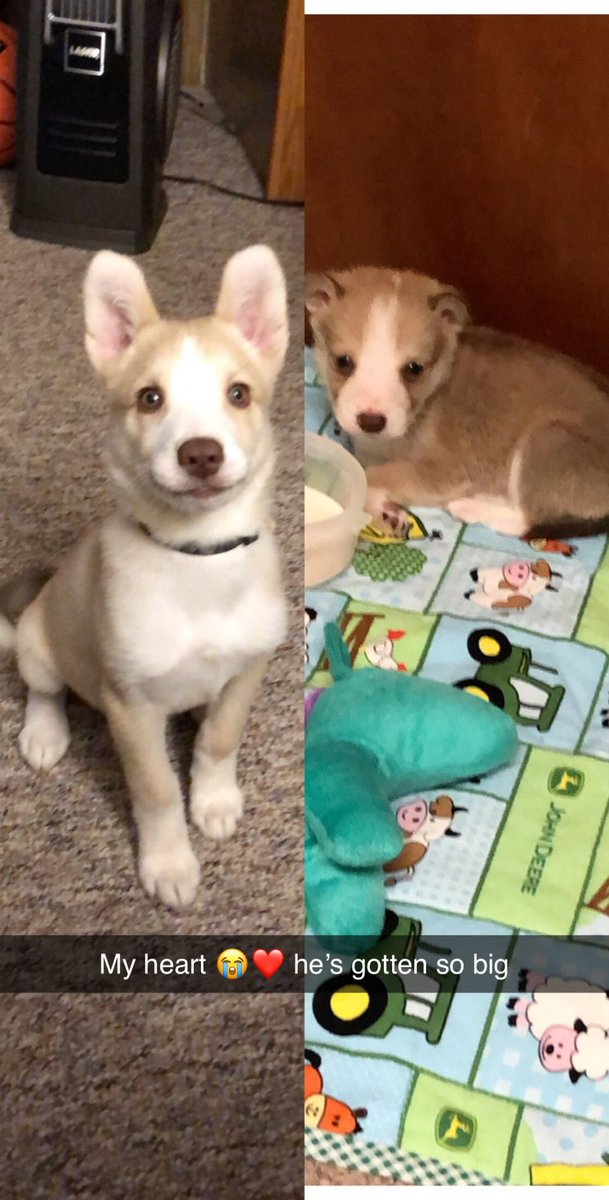 joshaaron94's tweet photo. @AceTrainerLiam Puppy featuring VERY small Puppy https://t.co/5fVr66P8xl