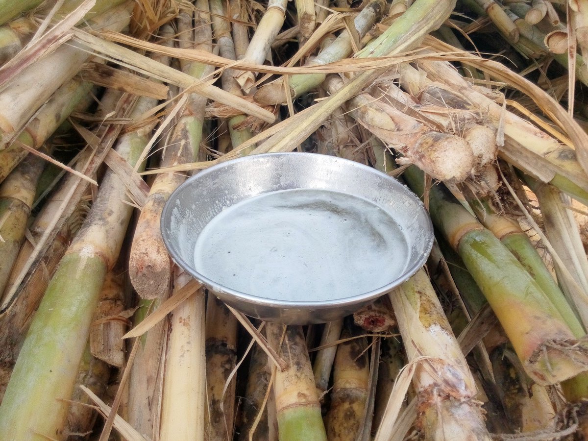 بچپن دا اک گواچا سوادروہ ، چانٹ ، گڑ تے شکررس گنے دا تے گل ویلنڑے دی ਬਚਪਨ ਦਾ ਇਕ ਗਵਾਚਾ ਸੁਆਦਰੌਹ ਚਾਂਟ ਗੁੜ ਸ਼ਕਰਰੱਸ ਗੱਨੇ ਦਾ ਤੇ ਗਲ ਵੇਲਣੇ ਦੀ