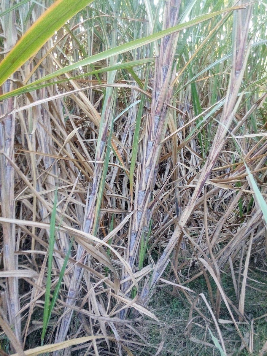 نکےہوندیاں ساڈے سی دو پنجابگرمیاں دیاں چھٹیاں والا پنجاب : امب، جامنو، ہدوانے، پُھٹّاںسیالاں والا پنجاب: مکّی، کماد تے گندلاں داساگਨਿੱਕੇ ਹੁੰਦਿਆਂ ਸਾਡੇ ਸੀ ਦੋ ਪੰਜਾਬਗਰਮੀਆਂ ਦੀਆਂ ਛੁੱਟੀਆਂ ਵਾਲਾ ਪੰਜਾਬ :ਅੰਬ, ਜਾਮਨੁ, ਹਦਵਾਣੇ, ਫੁੱਟਾਂਸਿਆਲਾਂ ਵਾਲਾ ਪੰਜਾਬ : ਮੱਕੀ, ਕਮਾਦ, ਗੰਦਲ਼ਾਂ ਦਾ ਸਾਗ