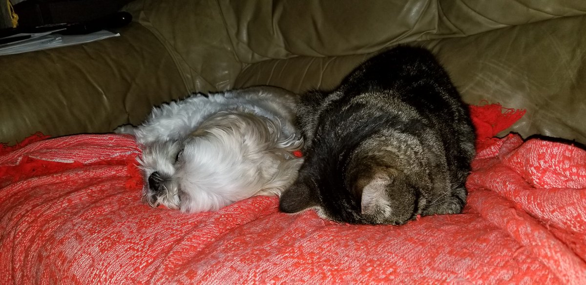 2PupsAndACat's tweet photo. Zzzzzzzz https://t.co/FEhCa3PW2Y