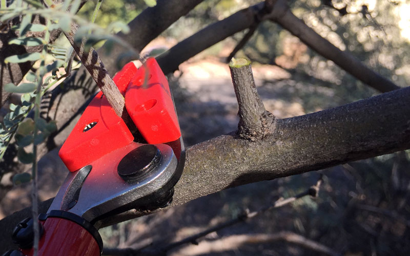 GardenJunkie1's tweet image. This stick pruner from @coronatools has a way to help you make clean cuts (unlike the one shown here). See how at the link&amp;gt;&amp;gt; bit.ly/2Goj60v gpreview #coronatools #stickpruner #pruningtools #pruningtips